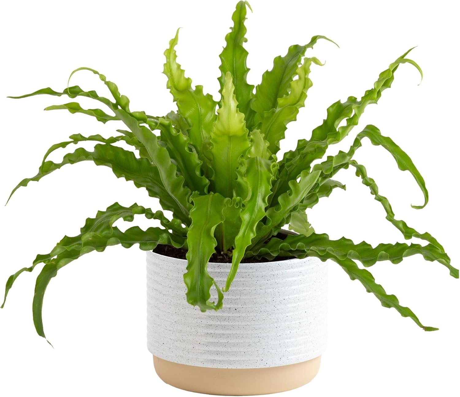 Bird's Nest Fern Plant - Easy Care Indoor Houseplant Gift