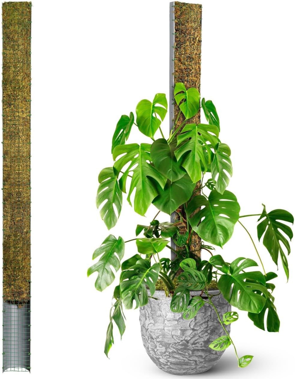 DUSPRO 59 D-Shape Moss Pole for Climbing Plants and Growth