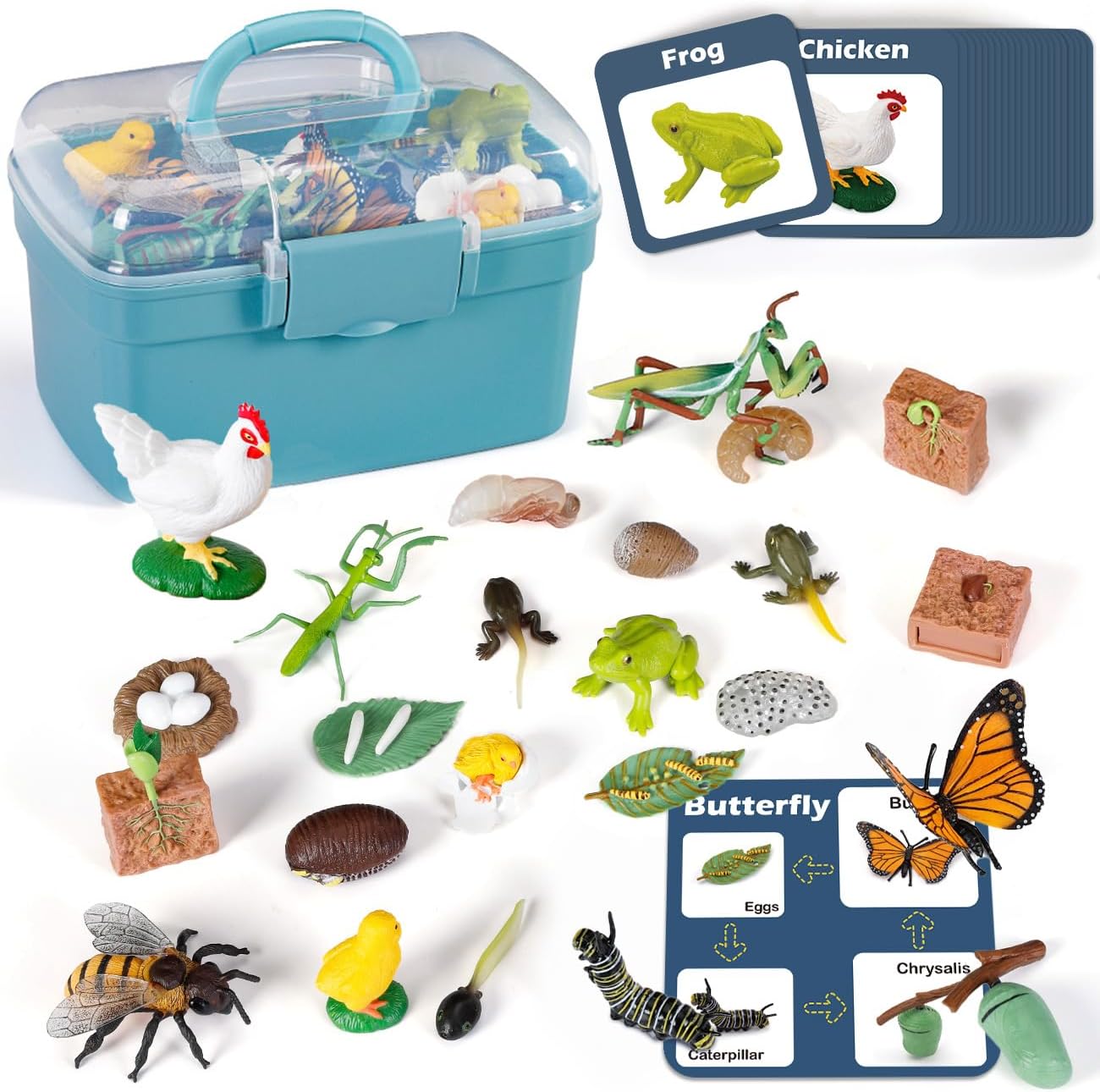 Life Cycle Learning Toys for Kids: Fun Science Education Kits