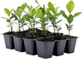 12 Pineapple Guava Trees Live Saplings - Ready to Plant