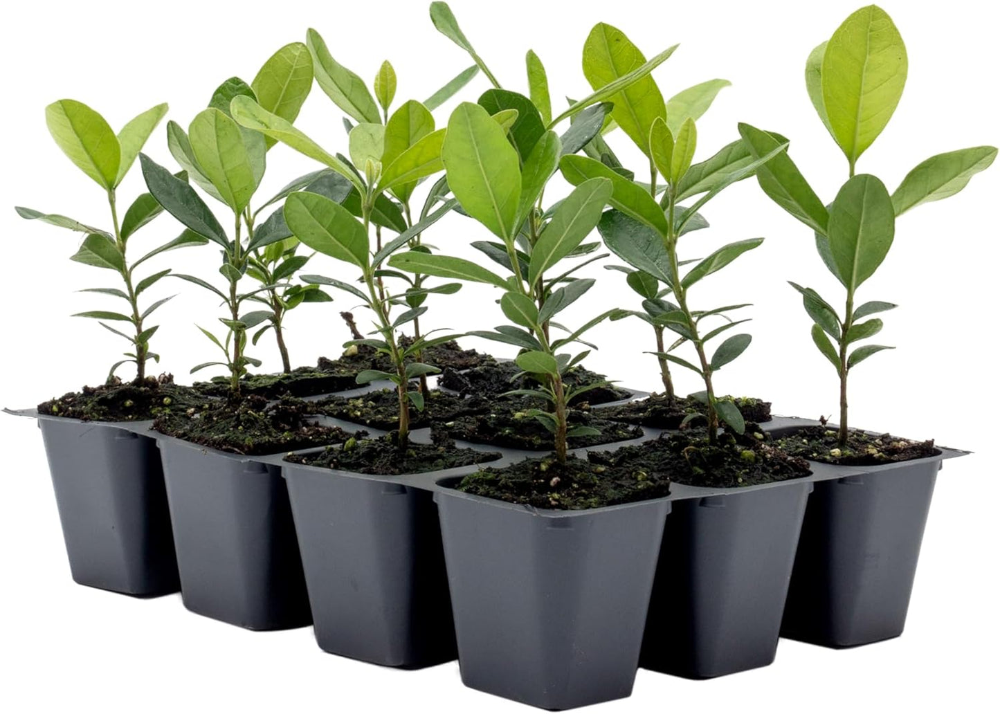 Pineapple Guava Trees - 12 Live Saplings for Your Garden