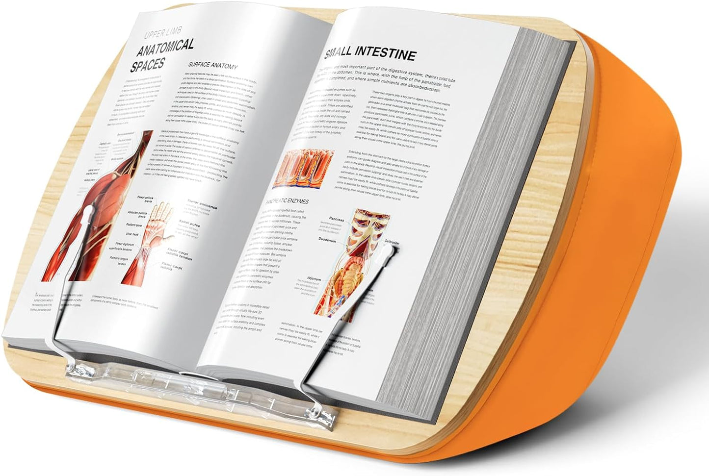 Neck Strain-Free Reading: ERGONOV Beanbag Stand