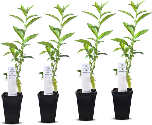 Night Blooming Jasmine Live Plant - Fragrant Flowering Shrub