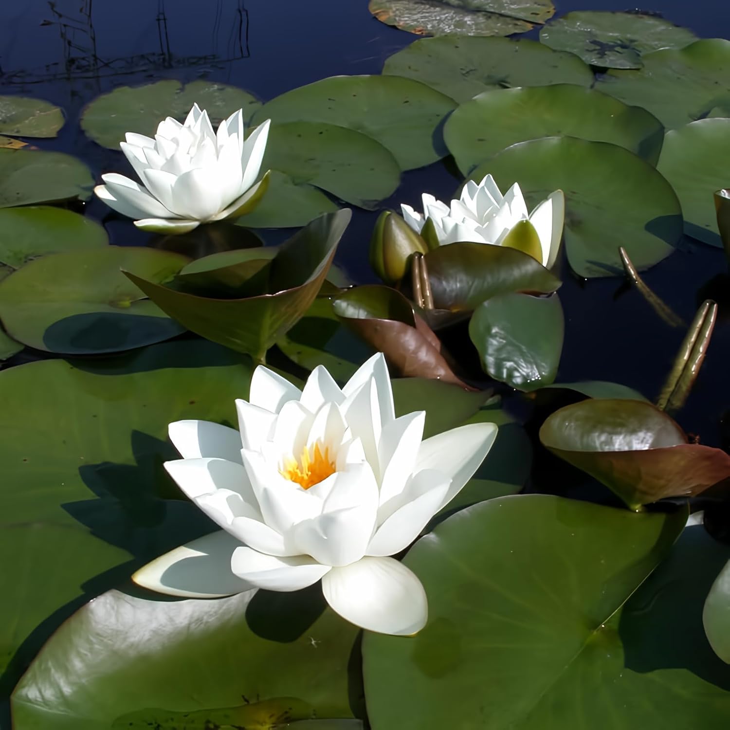 Virginalis Live Perennial Water Lily for Perfect Pond Ambiance