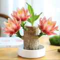 Lucky Wood Plant for Home Decoration and Office Desk Ornaments