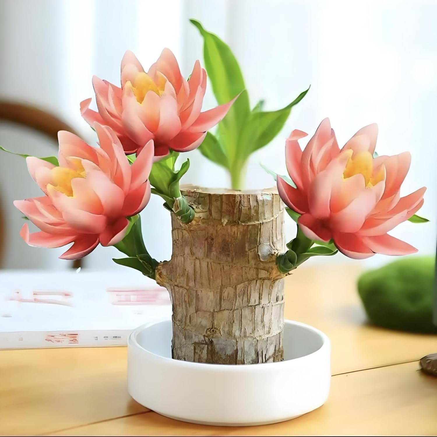 Lucky Wood Plant for Home Decoration and Office Desk Ornaments