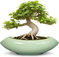 Ceramic Bonsai Pots Large 18 in Succulent Planter - Ice Crackle Glaze