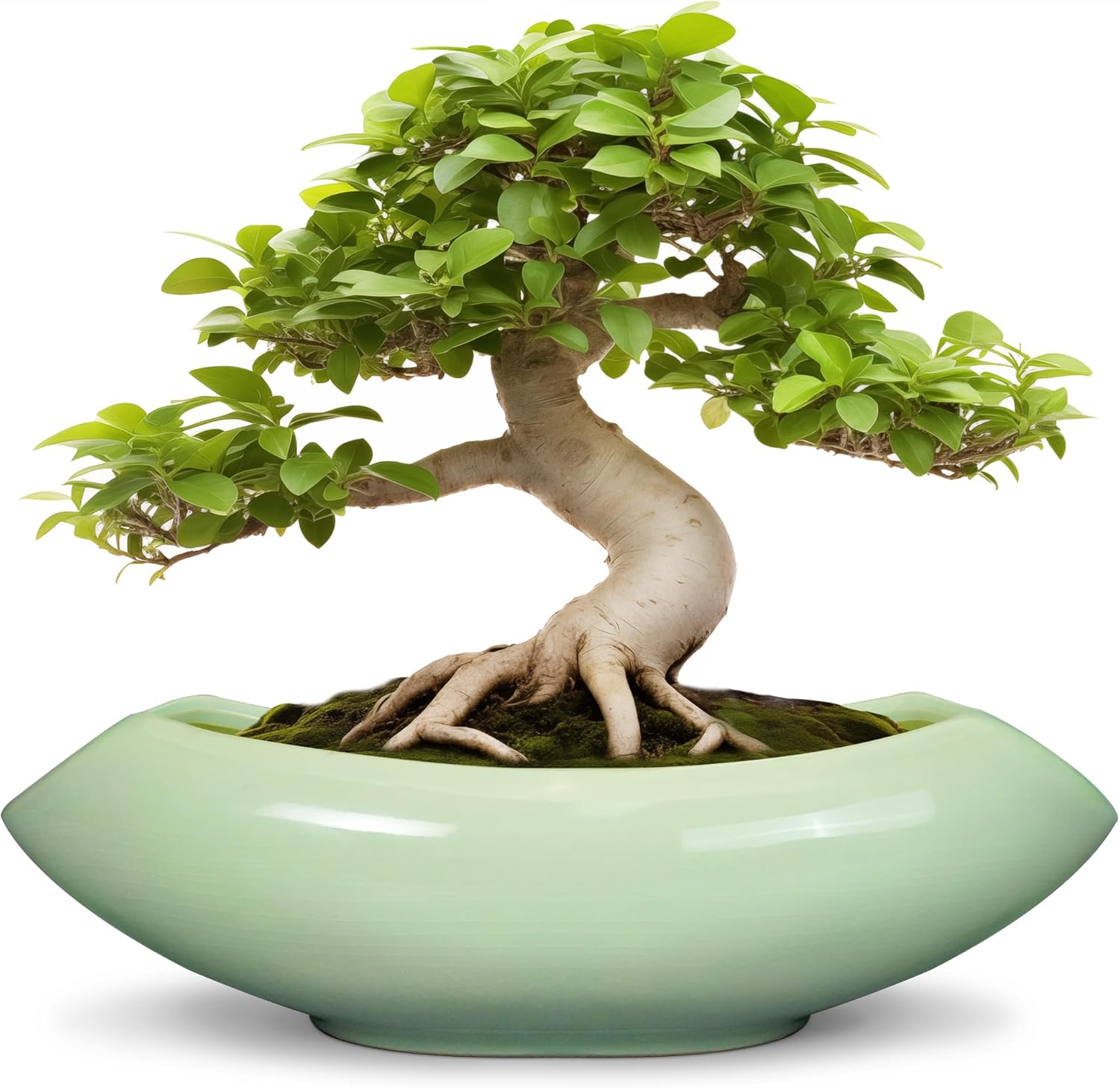 Elegant Ceramic Bonsai Pots for Indoor and Outdoor Plants