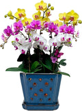 Ceramic Orchid Pot with Holes and Saucer, Blue 7 in - Ideal