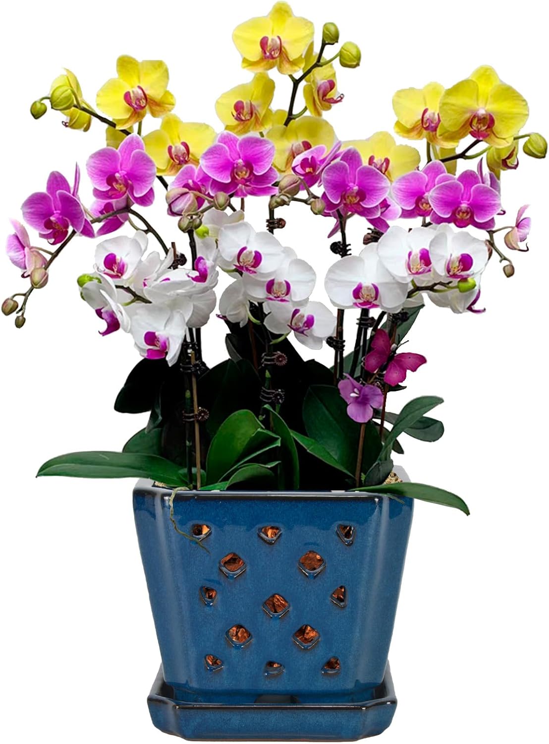 W&W Ceramic Orchid Pot with Holes and Saucer for Repotting