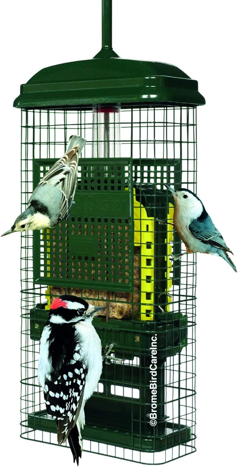 Squirrel Buster Suet Feeder: Durable Design for Clinging Birds