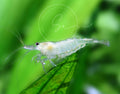 Premium Grade Neocaridina & Caridina Live Aquarium Shrimp