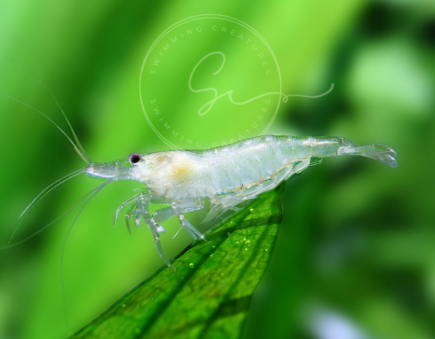 Premium Grade Neocaridina & Caridina Live Aquarium Shrimp