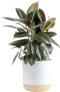 Costa Farms Burgundy Rubber Plant Live Indoor Ficus Elastica Tree 2-3
