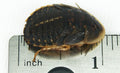 3/4 in - 1 in Large Dubia Roaches (100 Count) - Live Feeder