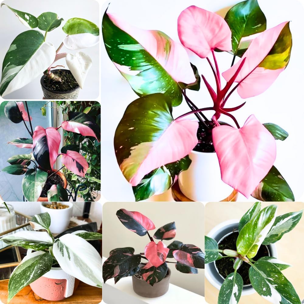 Princess Philodendron Plant - Rare Tropical Variegated Indoor Beauty