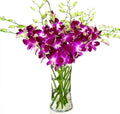 Fresh Cut Purple Dendrobium Orchids with Vase - Elegant Gift Choice
