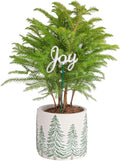 Costa Farms Norfolk Island Pine Tabletop Christmas Tree - Live 10-12