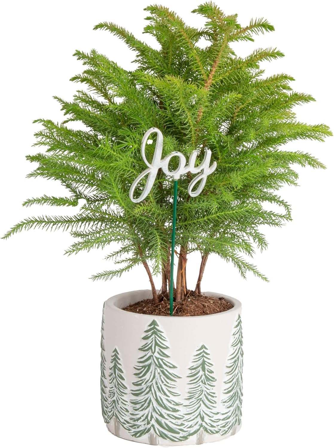 Live Christmas Tree Norfolk Island Pine in Frosted Ceramic Pot