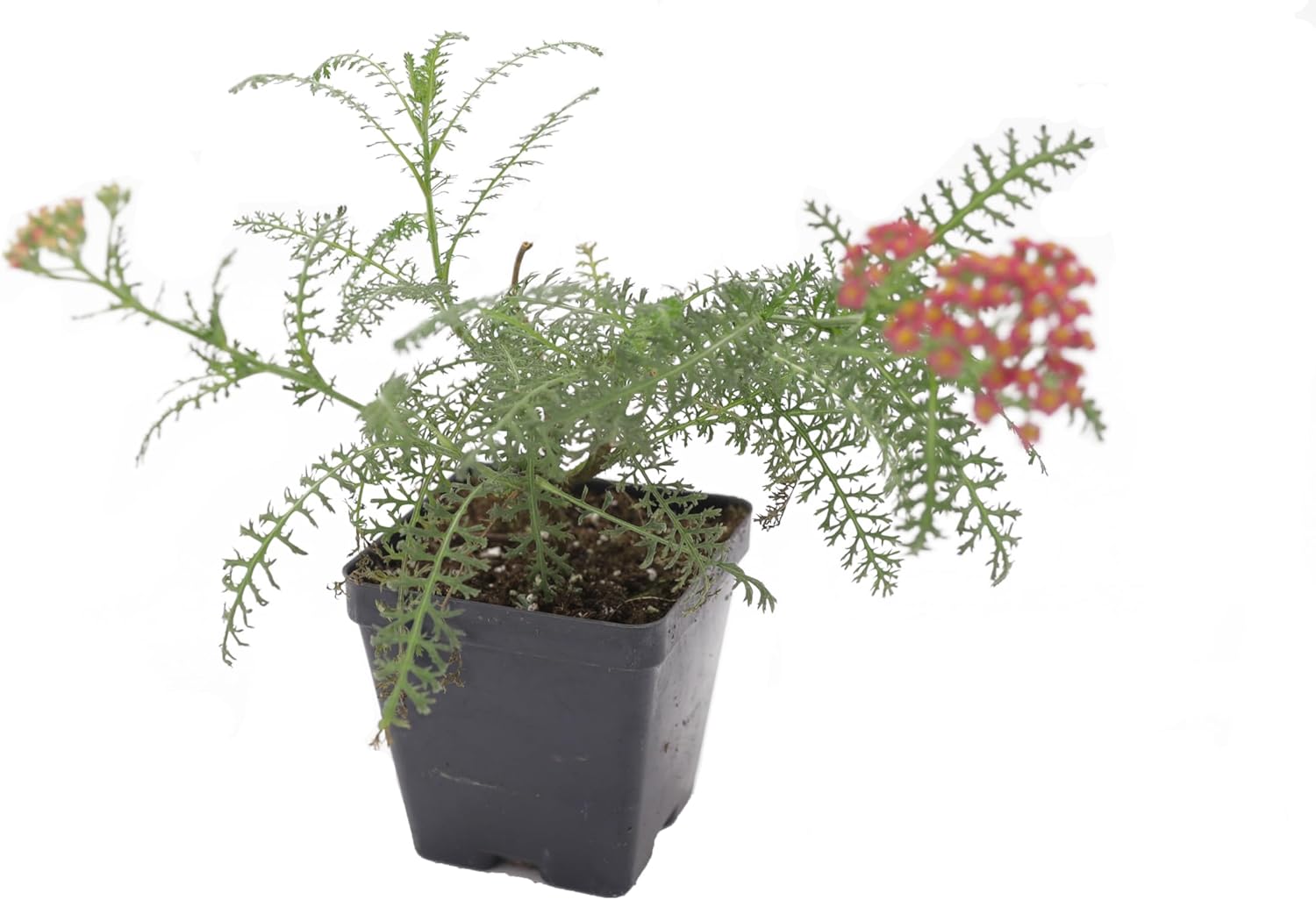 Achillea New Vintage Red Yarrow - Live Perennial Plants for Garden