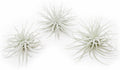 3 PCs Large Tectorum Ecuador Air Plant - LowMaintenance Indoor Decor