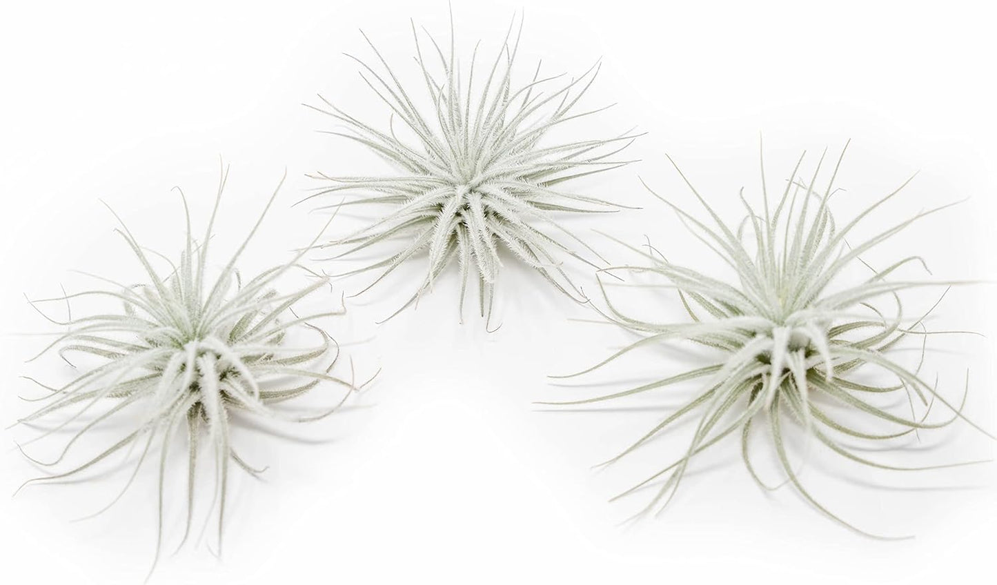 Large Tectorum Ecuador Air Plant - Live Tillandsia Succulent