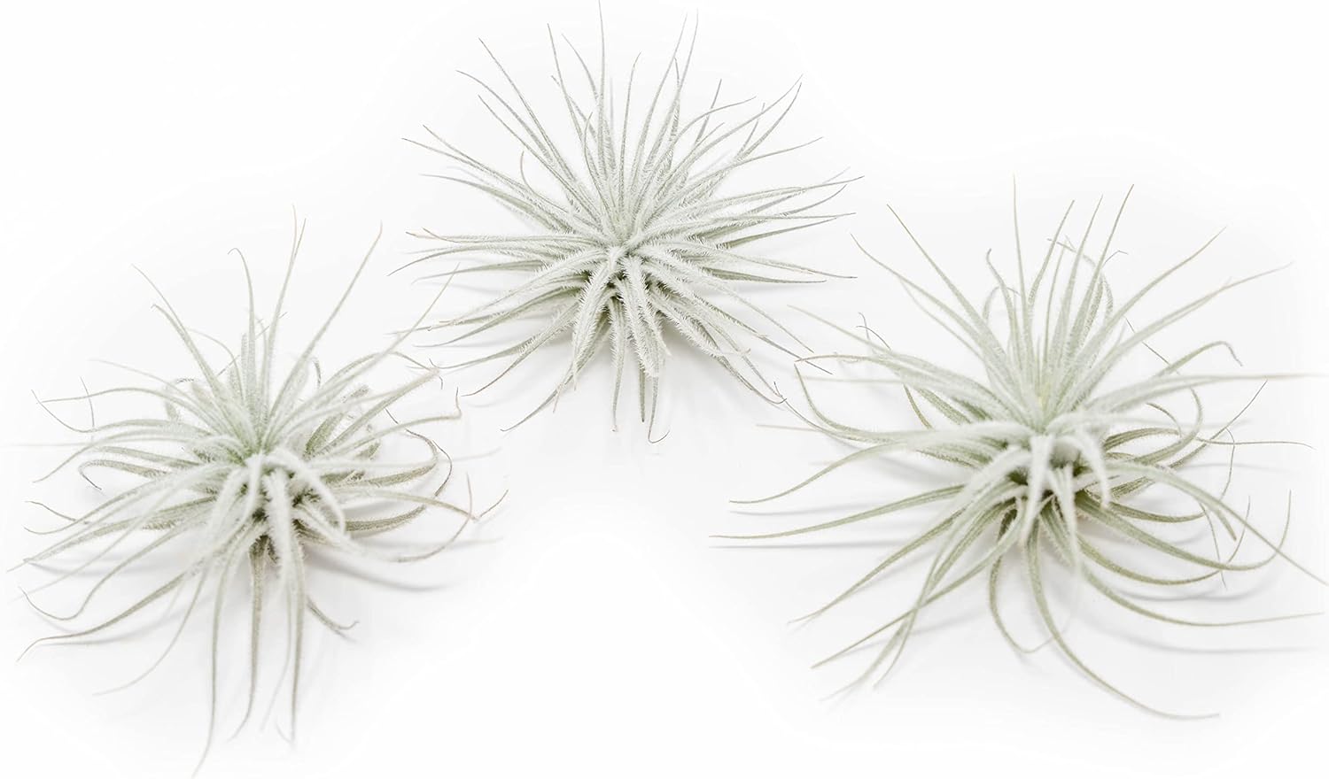 Large Tectorum Ecuador Air Plant - Live Tillandsia Succulent