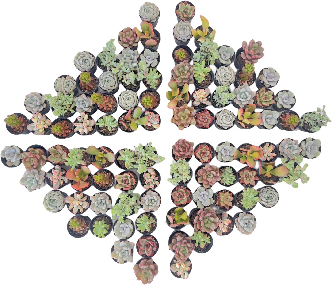 Assorted Succulents Plants Live - 50 Pack for Home Decor
