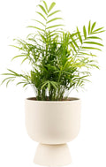 Costa Farms Parlor Palm - Easy to Grow Houseplant Gift Idea