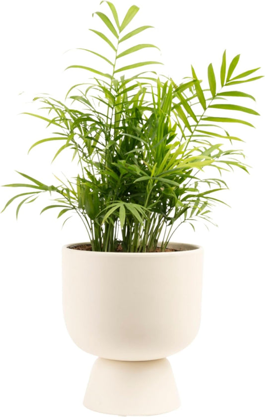 Costa Farms Parlor Palm - Easy to Grow Houseplant Gift Idea