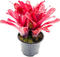 Bromeliad Neoregelia 'Super Fireball' - Vibrant Indoor Plant