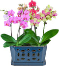 Orchid Pot with Holes and Saucer, Glazed Blue 9.7 in - Ideal