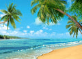 10x8ft Summer Tropical Hawaii Palm Tree Photography Backdrop