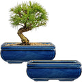 Succulent Planters Set of 2 Large Ceramic Pots for Bonsai Trees