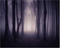 Misty Dark Forest Woods 10x8ft Halloween Photography Backdrop - Gloomy
