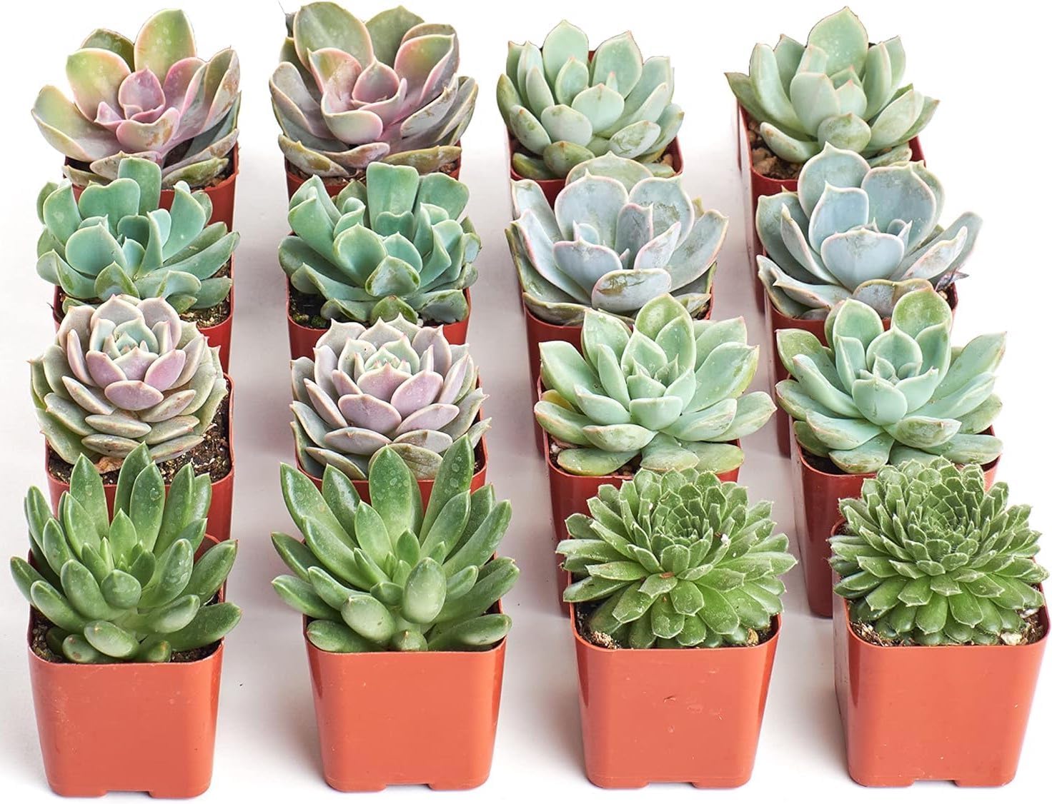 Rosette Succulent Plant Pack - Live Mini Succulents Collection