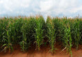 Cornfield Backdrop for Photography 10x8ft - Autumn Harvest Studio