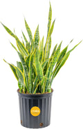Snake Plant Live Plant 3-4 ft in 12-in Pot - Sturdy Indoor Decor