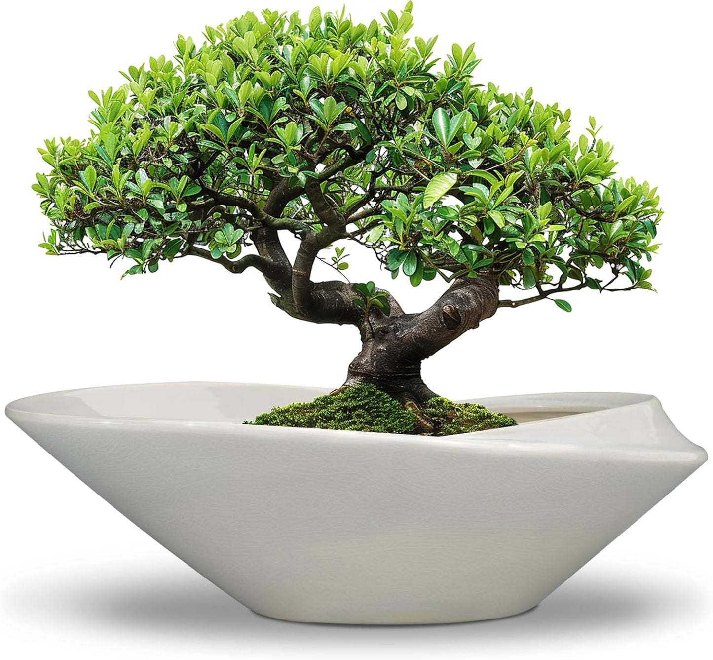18 Inch Ceramic Bonsai Planter Pot with Drainage Hole for Plants