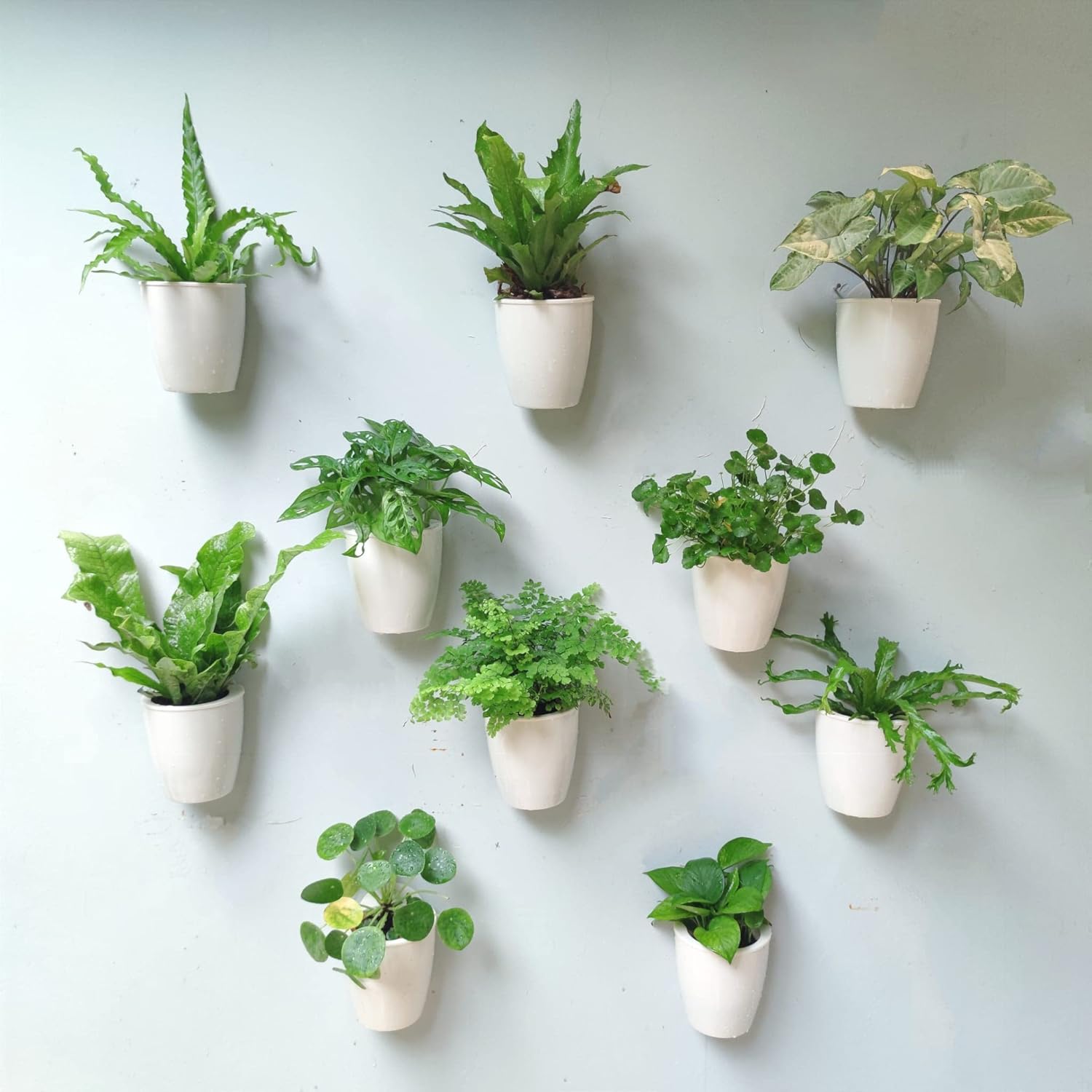 LaLaGreen Wall Mounted Planters - 10 Pack Self Watering Pots