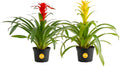 Costa Farms Bromeliad Live Plants Pack of 2 - Long-Lasting Blooms