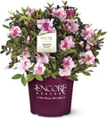 2 Gallon Encore Azalea Autumn Twist Shrub - Reblooming Color Display