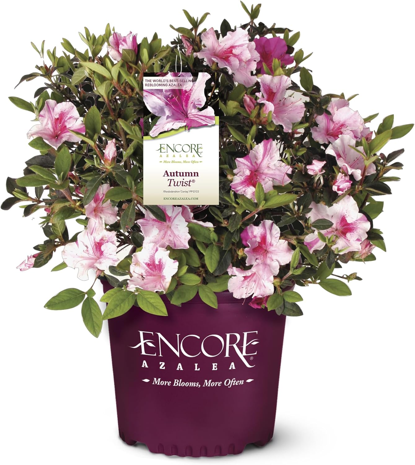 2 Gallon Encore Azalea Autumn Twist Shrub for Vibrant Gardens