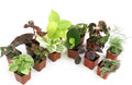 Live Houseplants 12PK - Rotating Indoor Plant Box for Home Decor