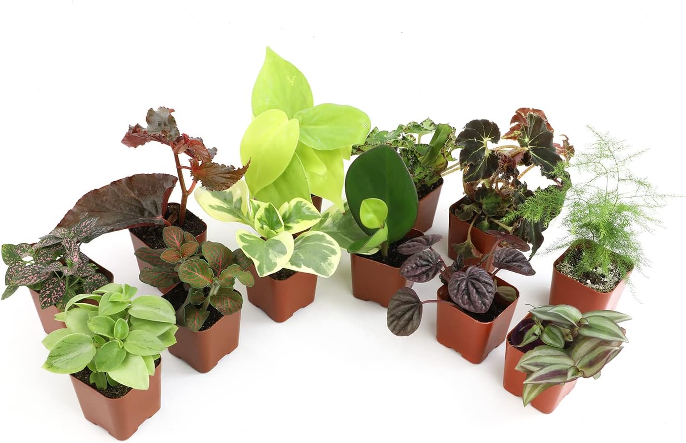 Live Houseplants Indoor Plants for Delivery - 12PK Variety