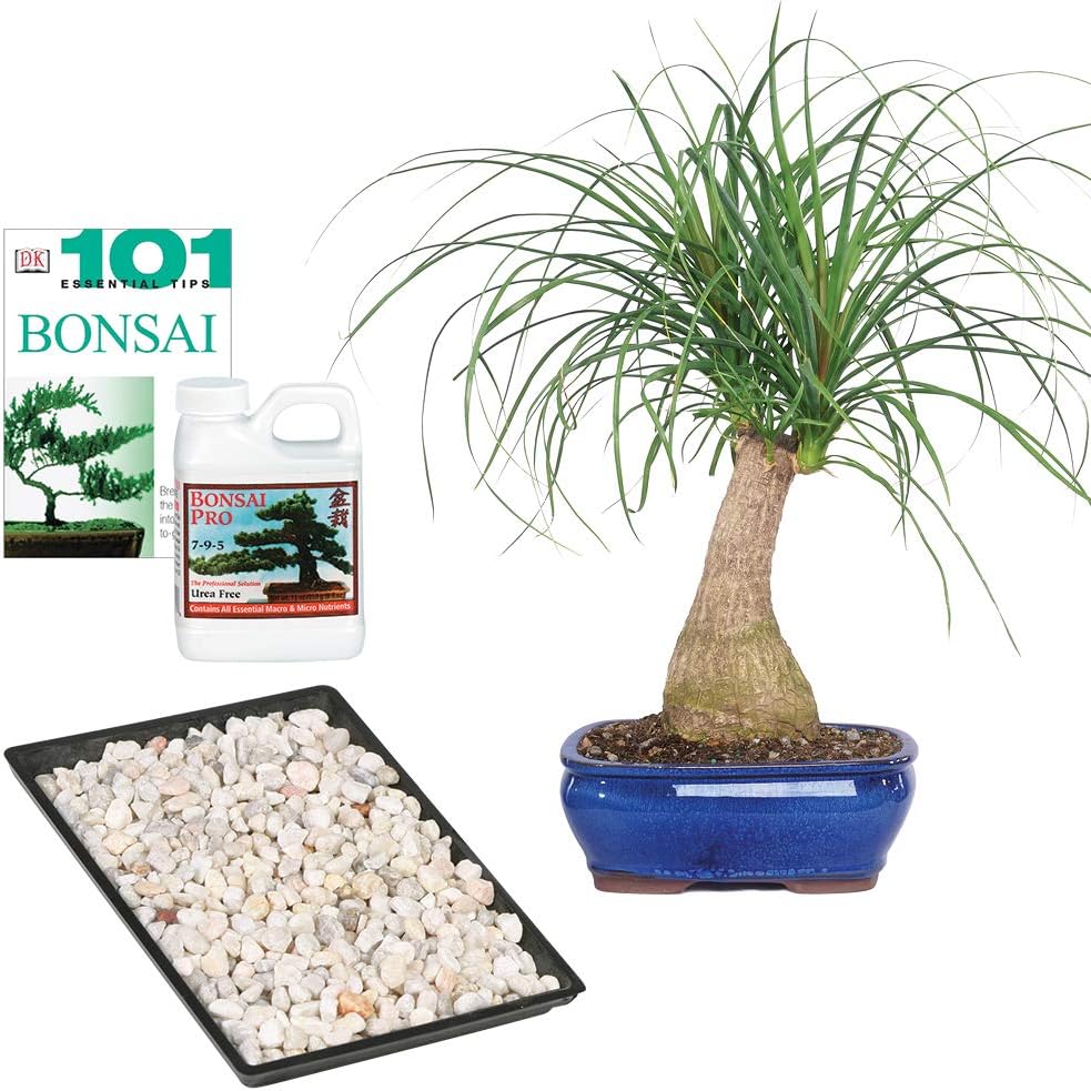 Brussel's Bonsai Live Ponytail Palm Tree - Unique Indoor Bonsai