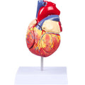 2X Enlarged Anatomical Heart Model - 4-Part 49-Structure Teaching