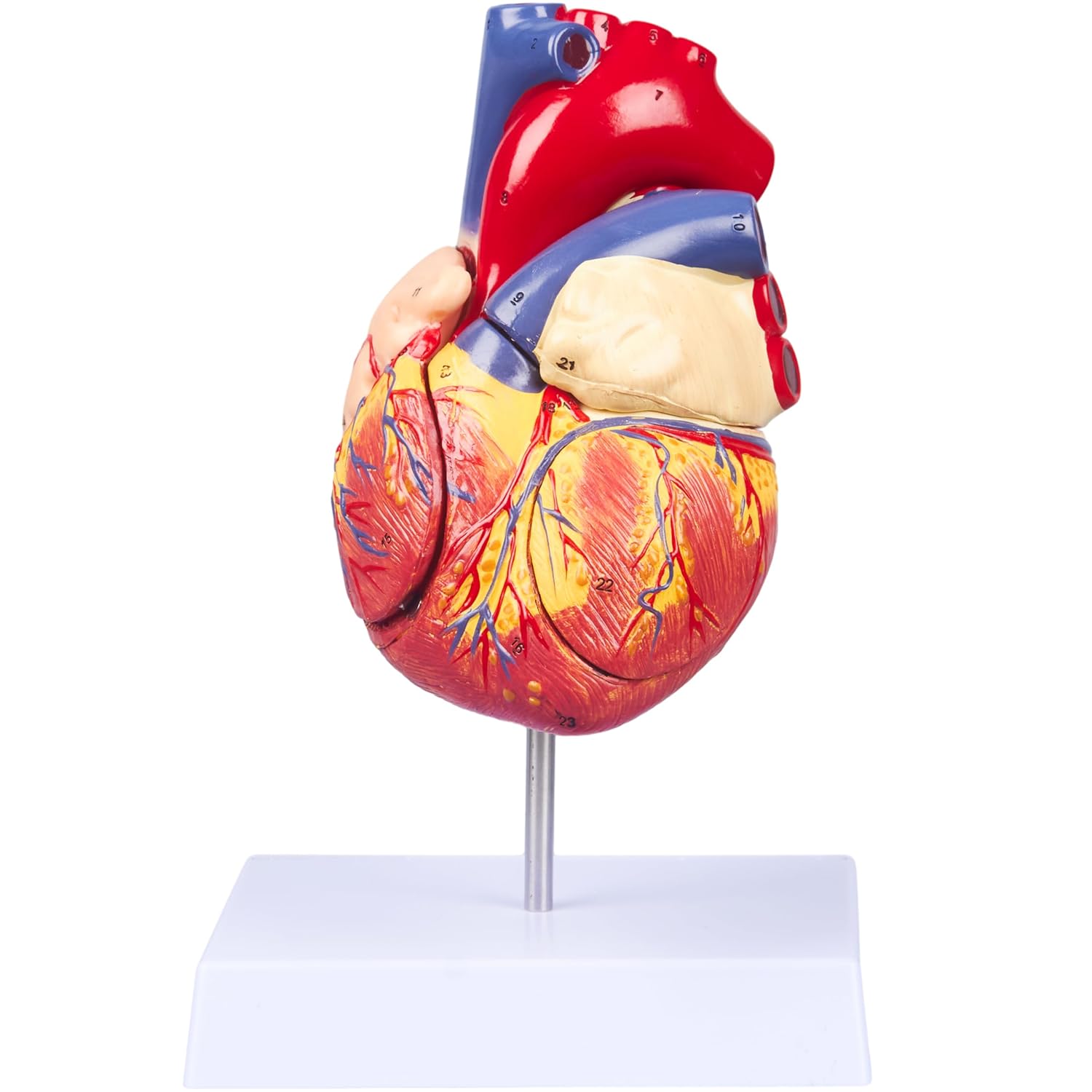 2X Enlarged Anatomical Heart Model for Study and Teaching