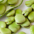 Fava Bean Seed Aquadulce 25 lb Pack - Heirloom Non-GMO Seed