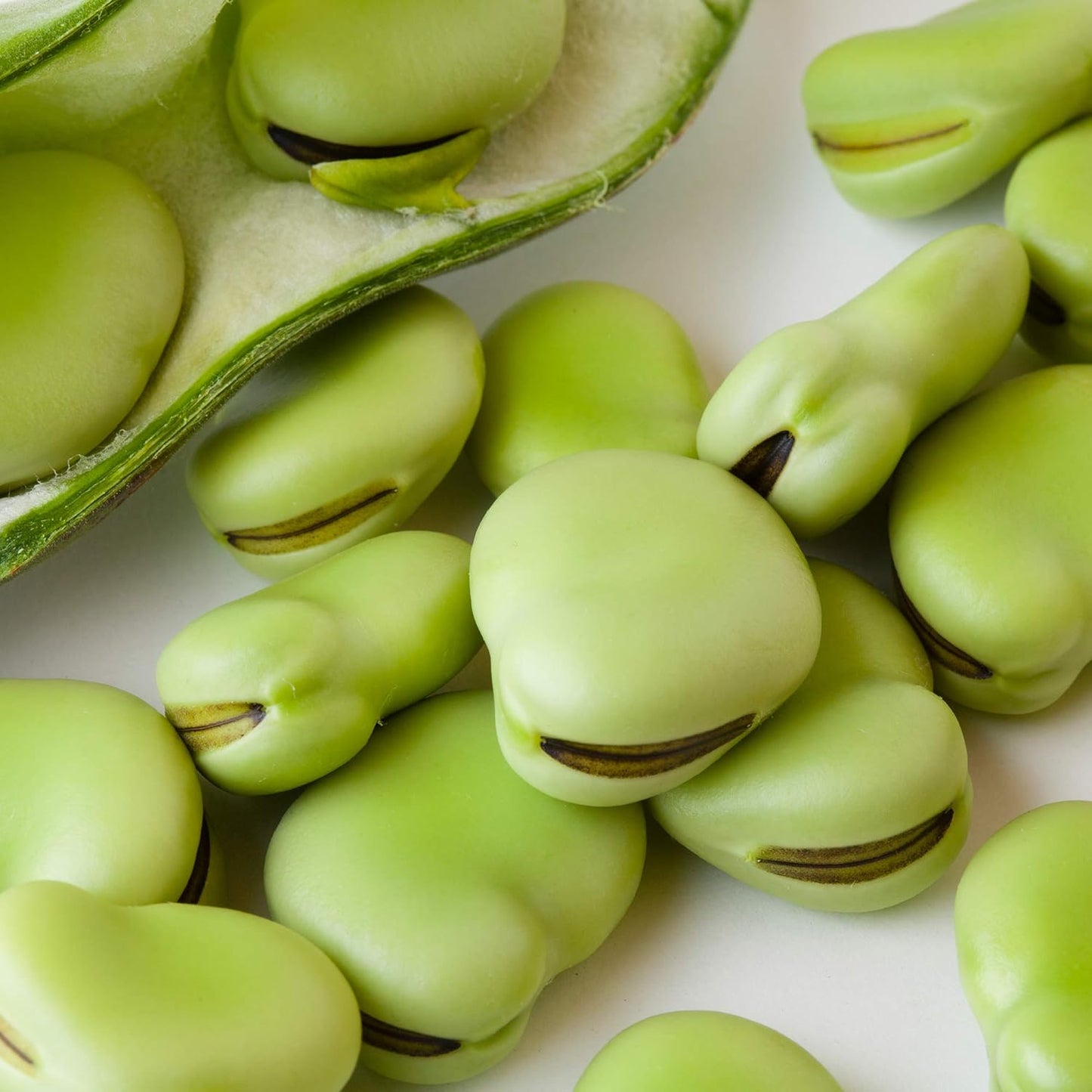 Aquadulce Fava Bean Seeds - Non-GMO Heirloom for Gardens